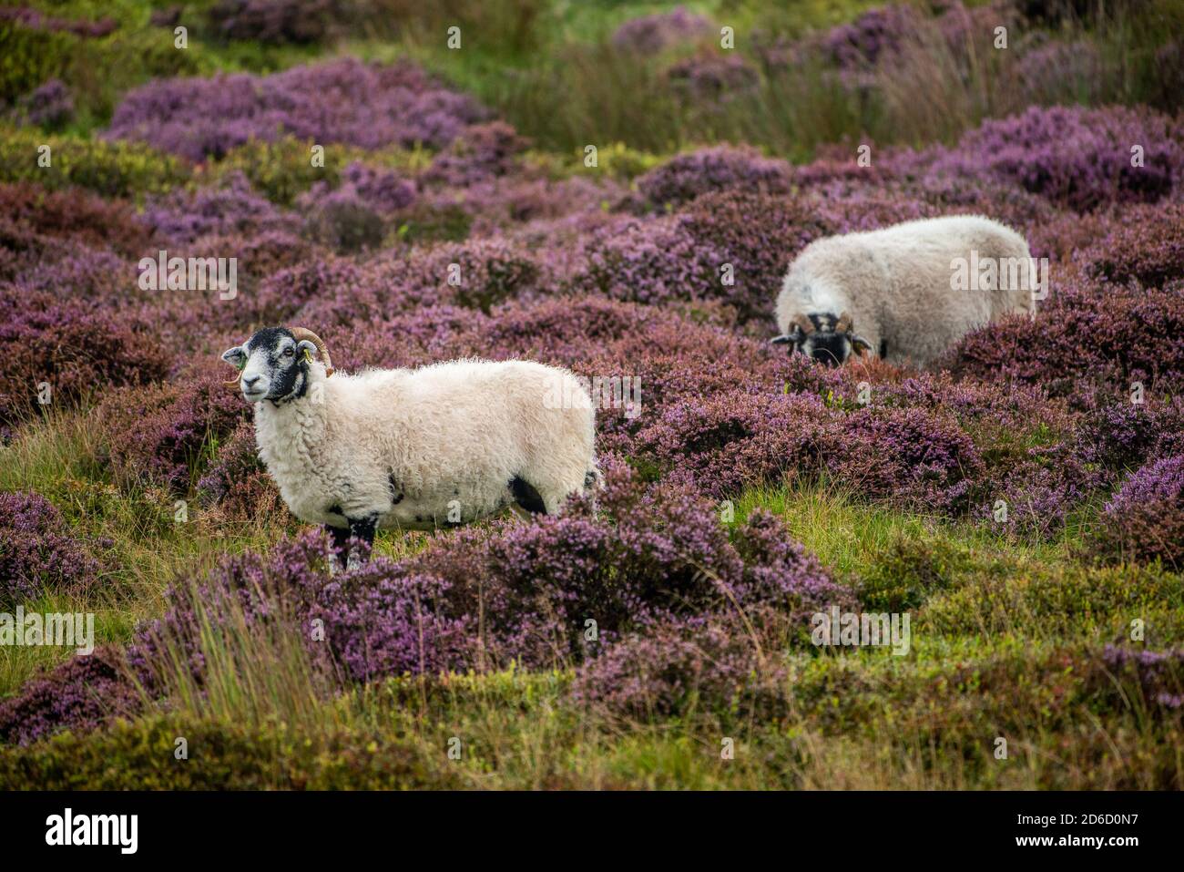 Un giorno opaco, nebbioso e piovoso che ha portato fuori i colori dell'erica in fiore a Harrisend cadde, vicino a Lancaster, Lancashire. Foto Stock