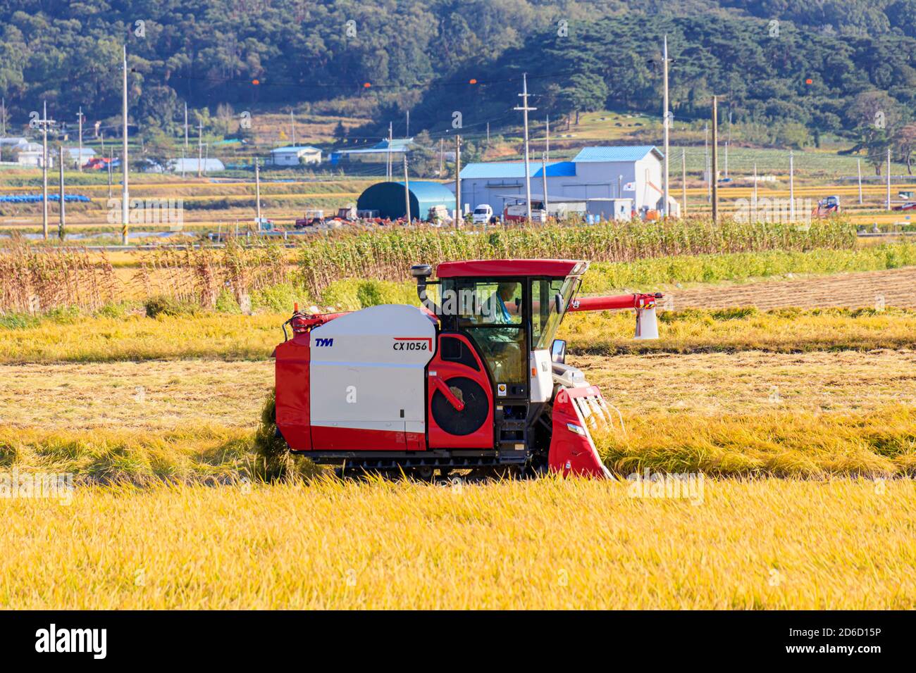 Incheon, Corea del Sud - 12 ottobre 2020. Coltivazione tradizionale del riso coreana. Macchina per la raccolta su campo del riso. Campi di riso coreani. Foto Stock