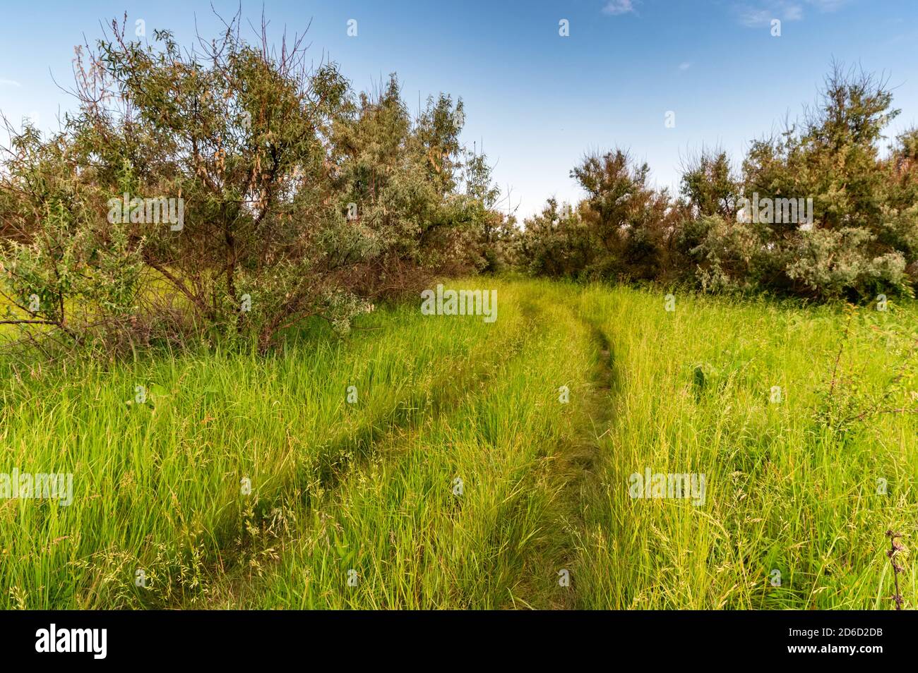 Impronte di auto su erba verde alta con cielo blu Foto Stock