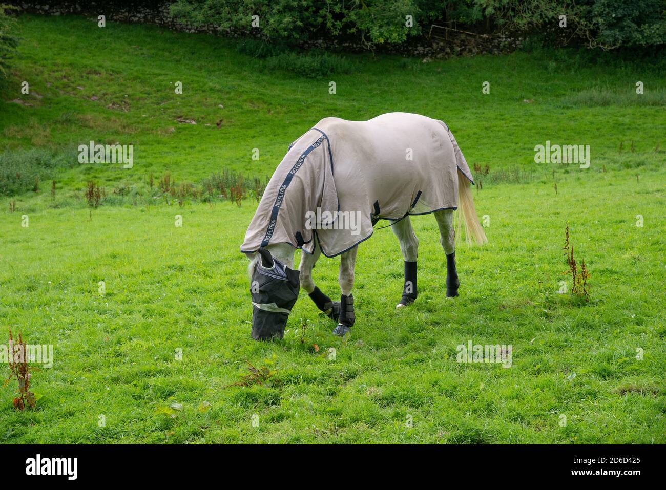 Un cavallo con copertura di protezione della mosca, vicino a Carnforth, Lancashire, Regno Unito. Foto Stock