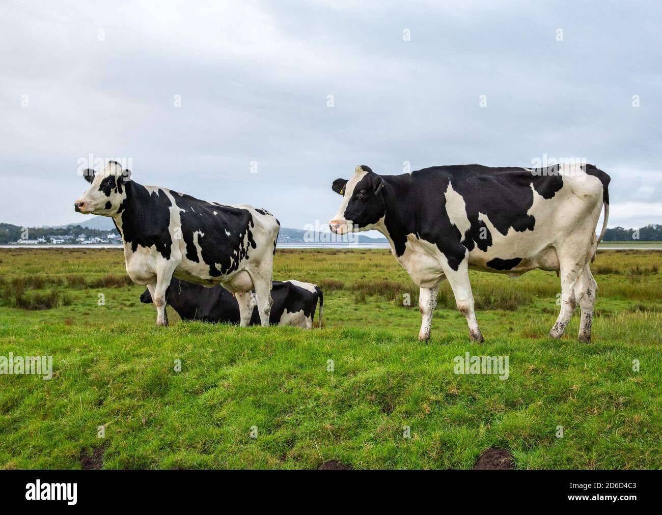 Vacche da latte Holstein, Milnthorpe, Cumbria, Regno Unito. Foto Stock