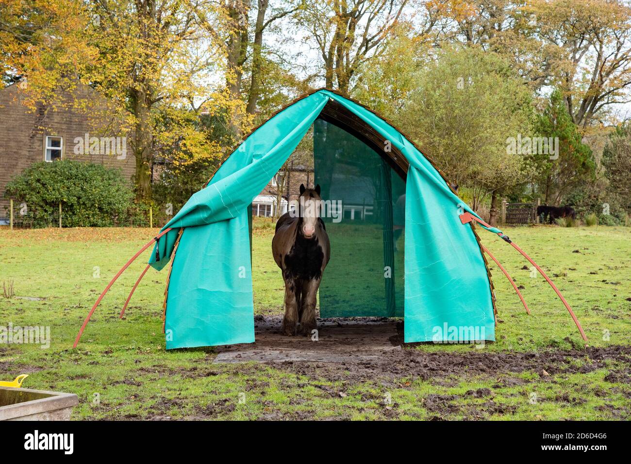 Cavallo in un rifugio verde in un campo, Oakencough, Lancashire, Regno Unito Foto Stock