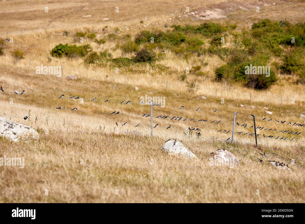 Casa martins (Delichon urbicum) su una recinzione di filo; Fyns Hoved, Danimarca Foto Stock