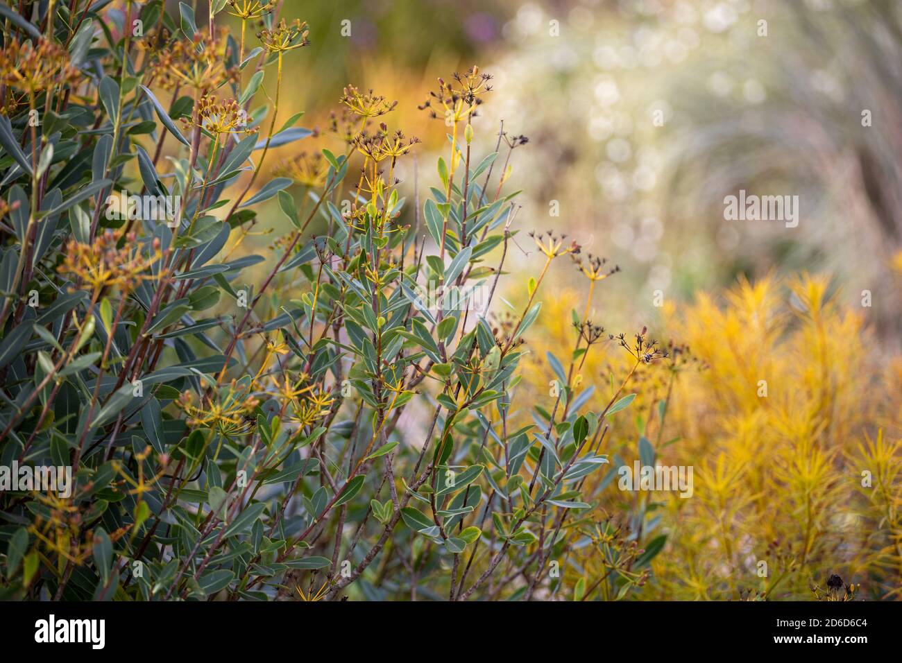 Bupleurum frutticosum / orecchio arbustio della lepre - con Amsonia hubrichtii sullo sfondo, colori autunnali Foto Stock