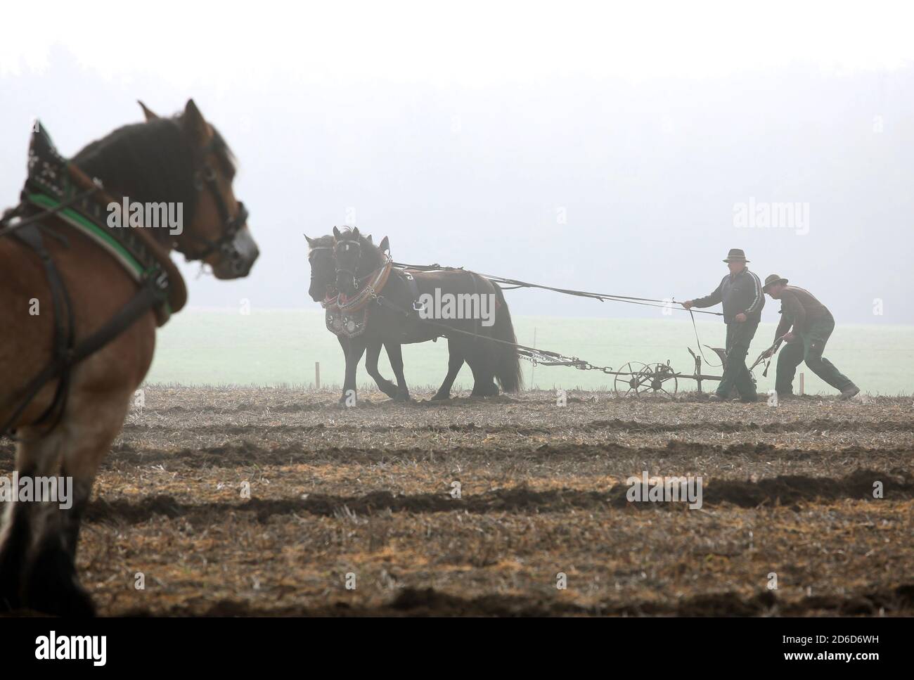 06.04.2019, Glasten, Sassonia, Germania - Farmer aratura il suo campo con l'aiuto di due cavalli a sangue freddo. 00S190406D152CAROEX.JPG [VERSIONE MODELLO: NO, PR Foto Stock