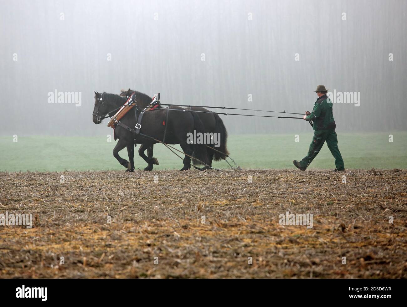 06.04.2019, Glasten, Sassonia, Germania - UN agricoltore arava il suo campo con l'aiuto di due cavalli a sangue freddo. 00S190406D133CAROEX.JPG [VERSIONE MODELLO: NO, Foto Stock