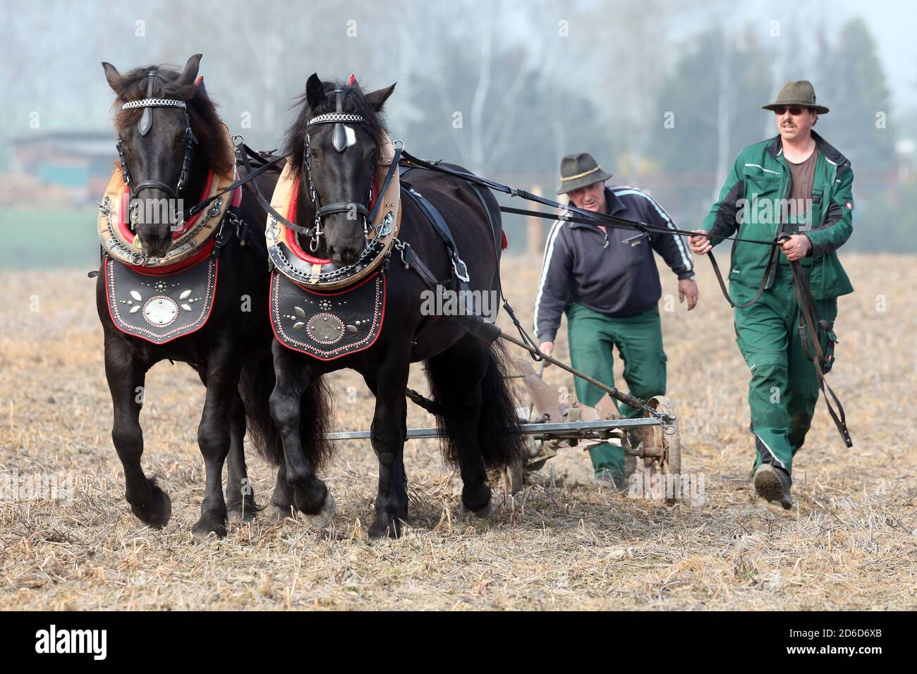 06.04.2019, Glasten, Sassonia, Germania - agricoltori che arano il loro campo con l'aiuto di due cavalli a sangue freddo. 00S190406D139CAROEX.JPG [VERSIONE MODELLO: NO, Foto Stock