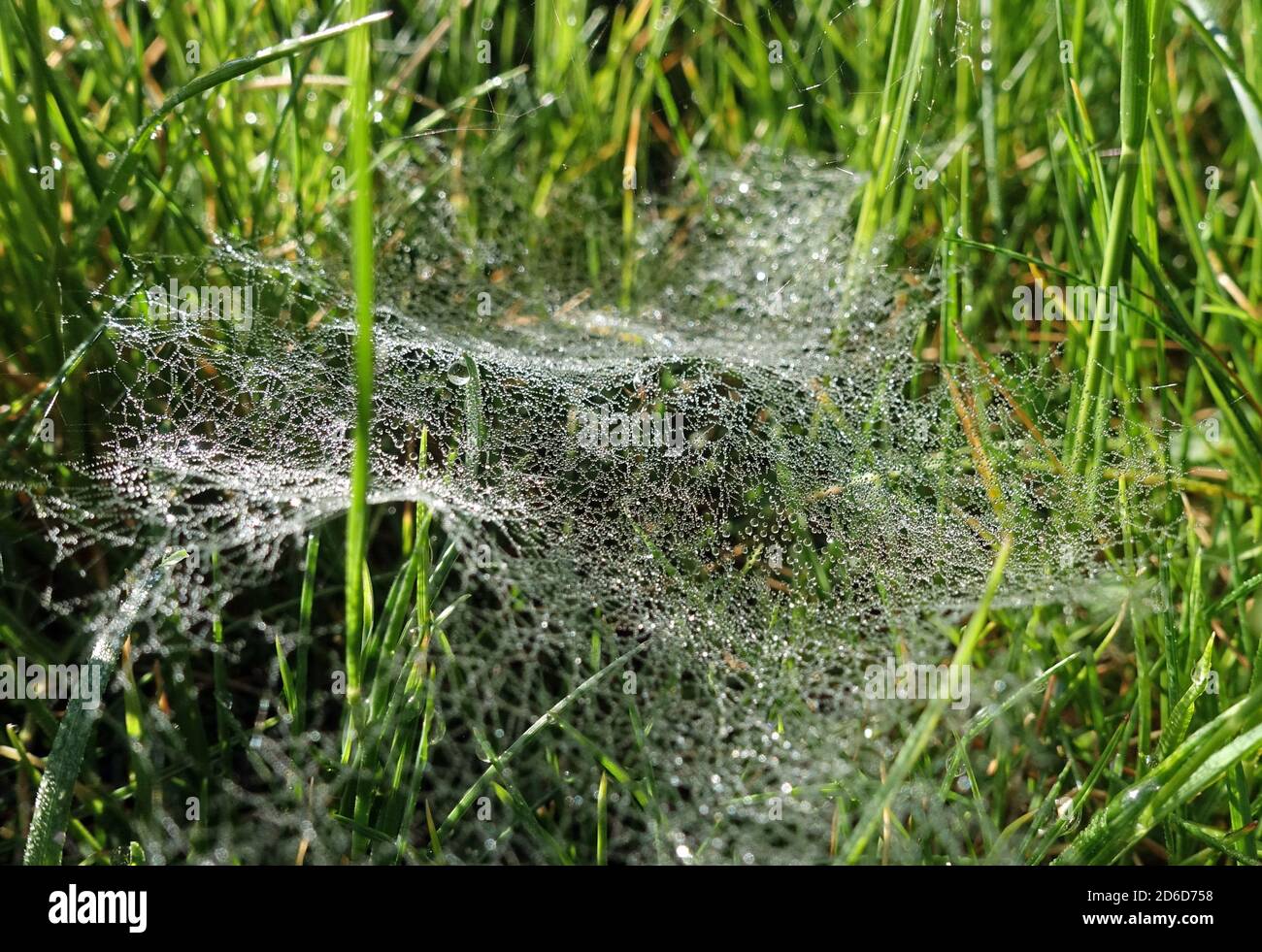 05.05.2020, Neuenhagen, Brandeburgo, Germania - i dewdrops sono stati catturati in un ragnatela di ragno. 00S200505D261CAROEX.JPG [VERSIONE DEL MODELLO: NON APPLICABILE, PRO Foto Stock