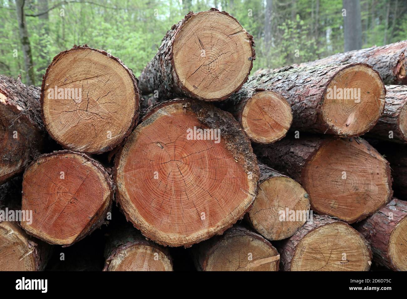 24.04.2020, Angermuende, Brandeburgo, Germania - i tronchi d'albero sono accatastati e pronti per il ritiro. 00S200424D060CAROEX.JPG [MODELLO RELEASE: NON RICORRENTE Foto Stock