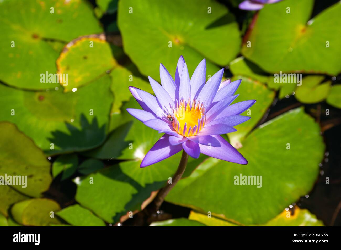 28.08.2020, Singapore, , Singapore - UNA vespa spolverò i fiori di un fiore di loto in un laghetto di giglio con foglie di giglio verde a Marina Bay. 0SL200828D024CAR Foto Stock