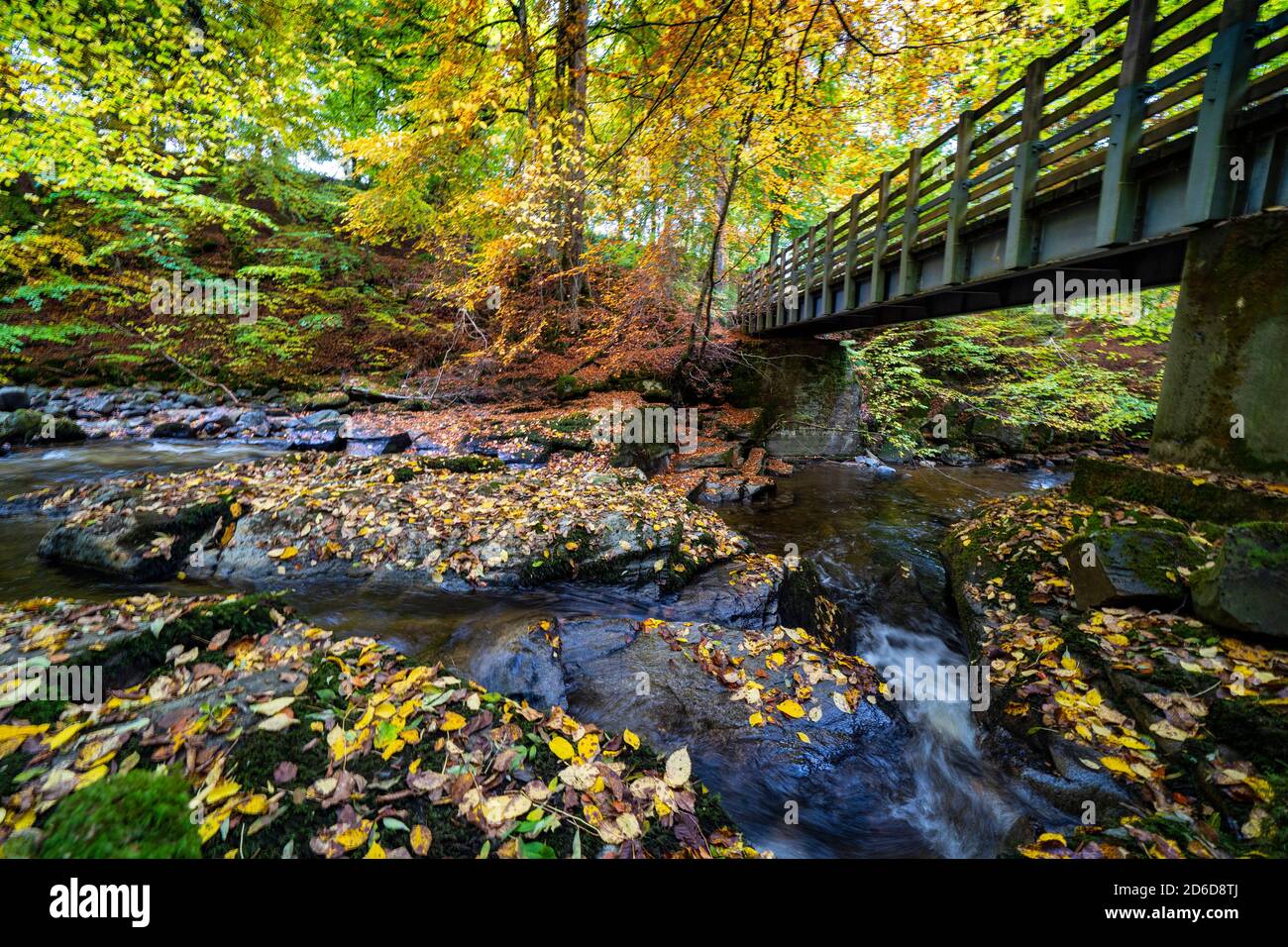 Aberfeldy, Scozia, Regno Unito. 16 ottobre 2020. Colori autunnali lungo il sentiero boschivo e il torrente agli Birks of Aberfeldy nel Perthshire. Iain Masterton/Alamy Live News Foto Stock