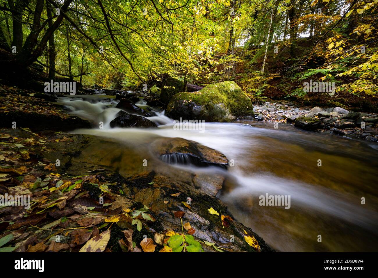 Aberfeldy, Scozia, Regno Unito. 16 ottobre 2020. Colori autunnali lungo il sentiero boschivo e il torrente agli Birks of Aberfeldy nel Perthshire. Iain Masterton/Alamy Live News Foto Stock