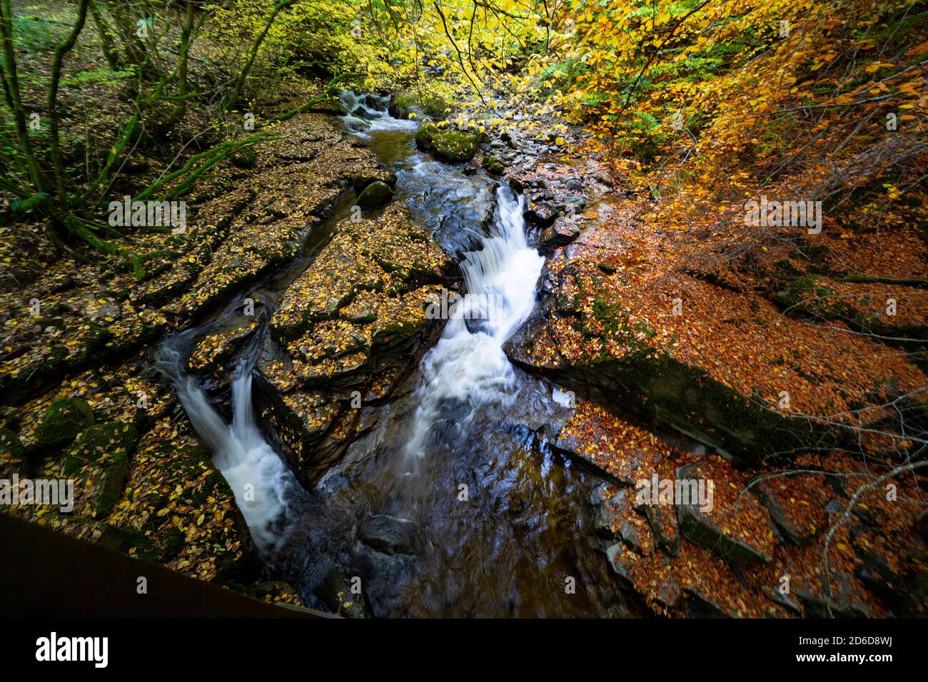 Aberfeldy, Scozia, Regno Unito. 16 ottobre 2020. Colori autunnali lungo il sentiero boschivo e il torrente agli Birks of Aberfeldy nel Perthshire. Iain Masterton/Alamy Live News Foto Stock