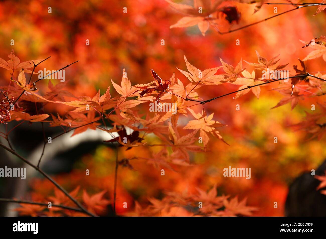 L'autunno parte in Giappone. Foglie momiji rosse e arancioni (acero) a Kyoto. Autunno colorato del Giappone. Foto Stock