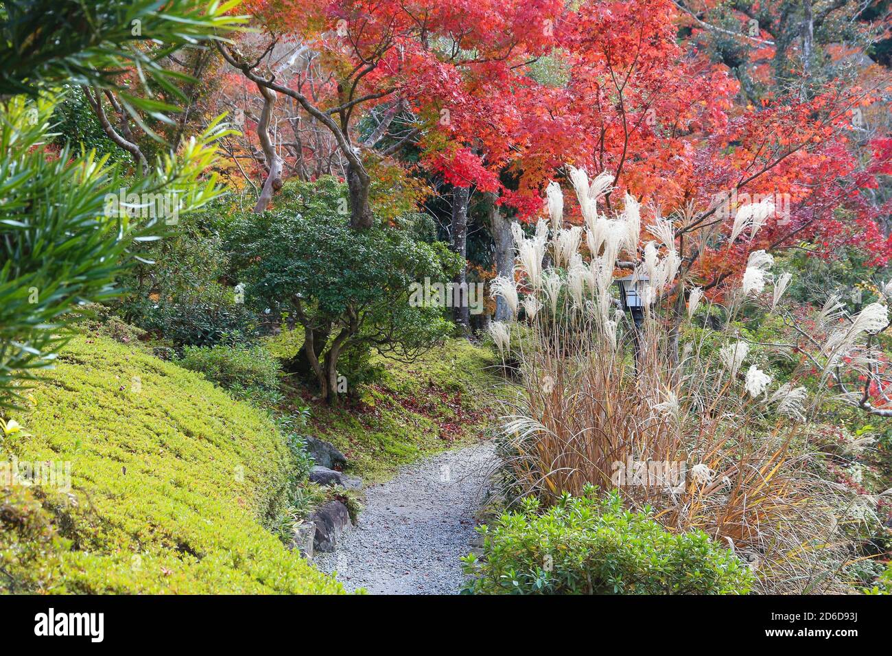 Giardino di fogliame autunnale in Giappone - foglie momiji rosse (albero d'acero) in un giardino giapponese di Yoshikien, Nara, Giappone. Foto Stock