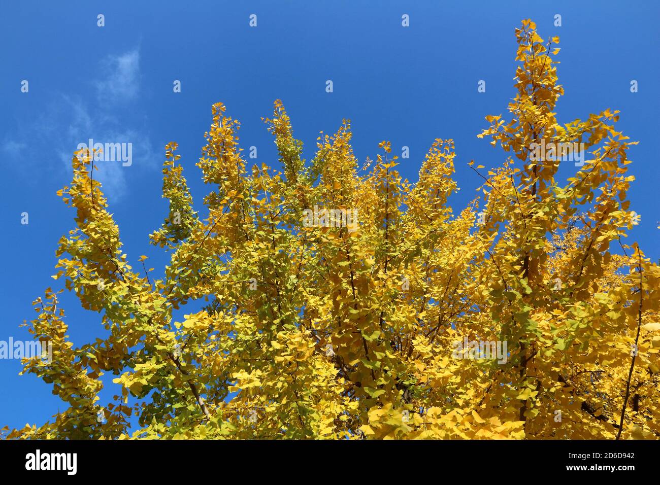 Il Ginkgo tree giallo Foglie di autunno. Il fogliame di autunno di Osaka in Giappone. Foto Stock