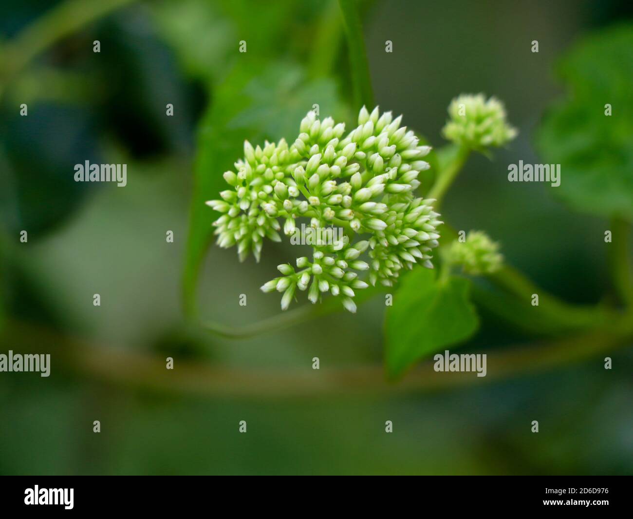 Piccoli fiori bianchi di scandeni mikania o arrampicata hempweed, fuoco selettivo Foto Stock