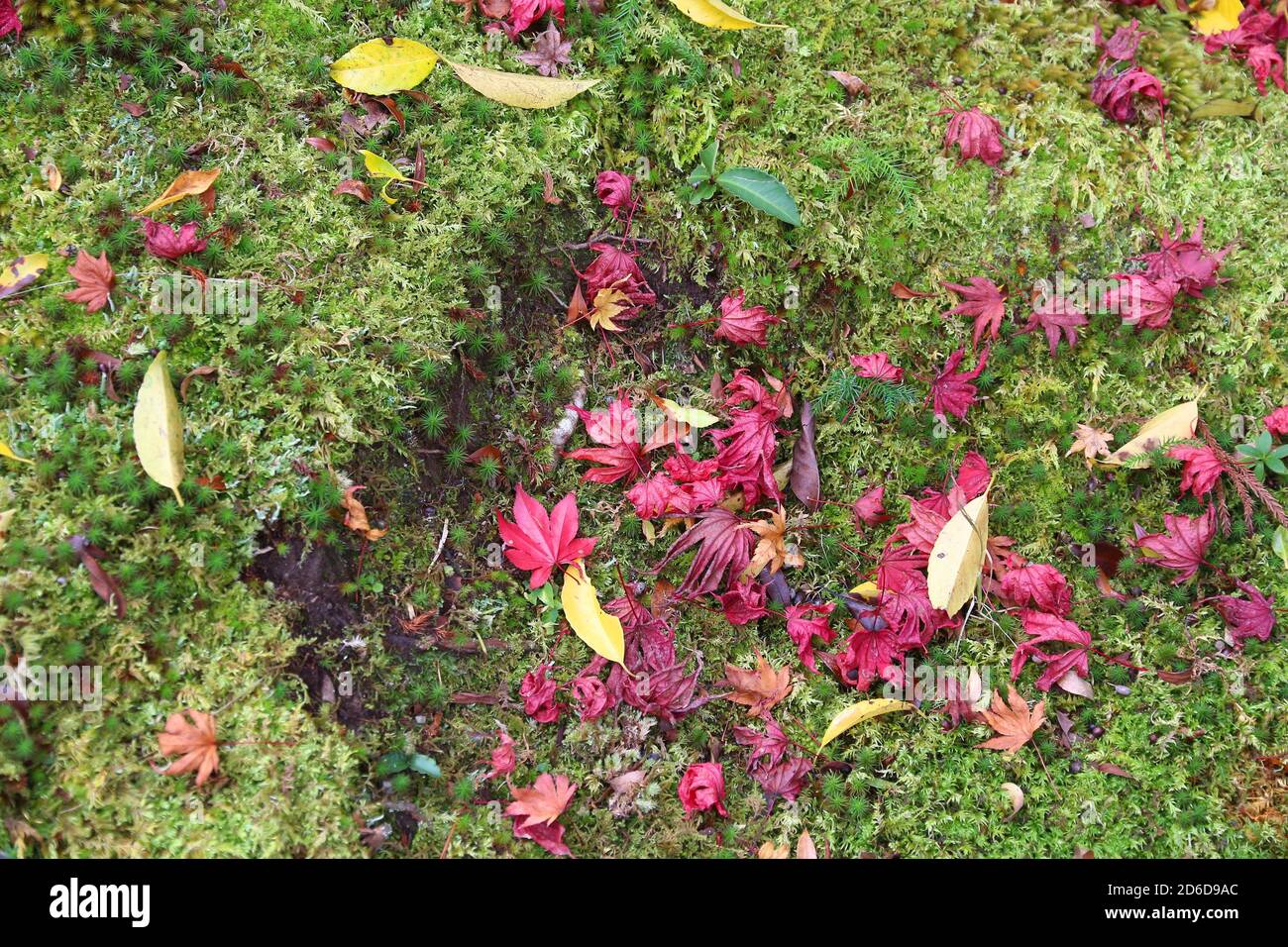 In Giappone le foglie di autunno - red maple leaf moltitudine su moss in Yoshikien Garden, Nara. Foto Stock