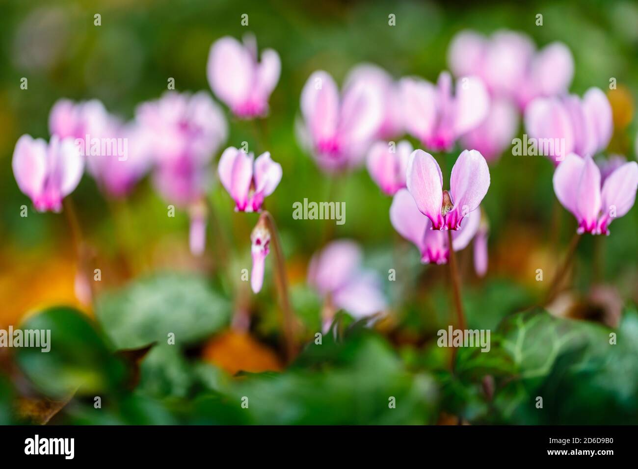 Un gruppo di delicati colori da rosa a viola perenne fioritura autunnale ciclamino lievitato d'edera, ederifolio ciclamino, in fiore tra le foglie di edera Foto Stock