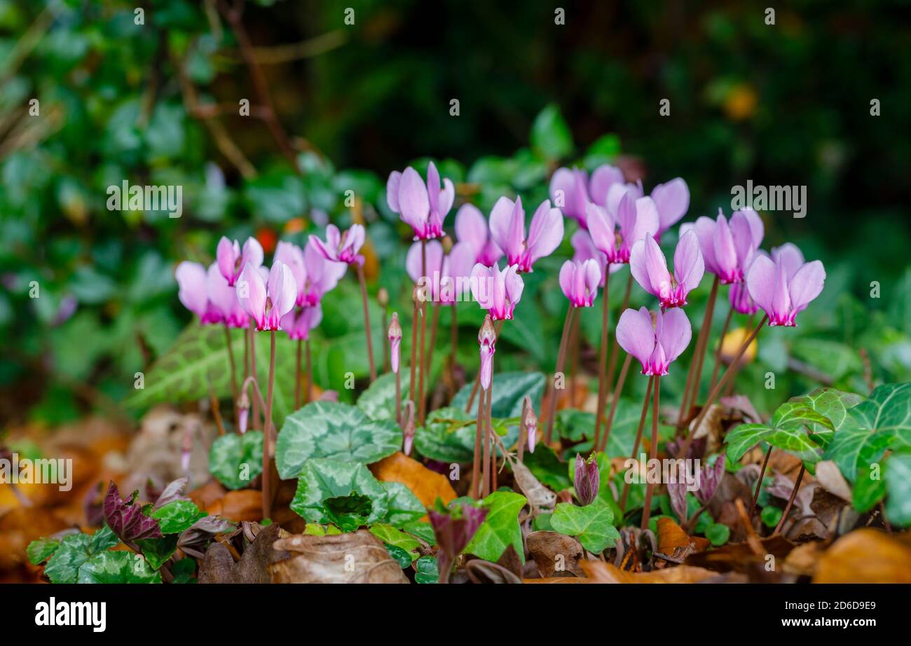 Un gruppo di delicati colori da rosa a viola perenne fioritura autunnale ciclamino lievitato d'edera, ederifolio ciclamino, in fiore tra le foglie di edera Foto Stock