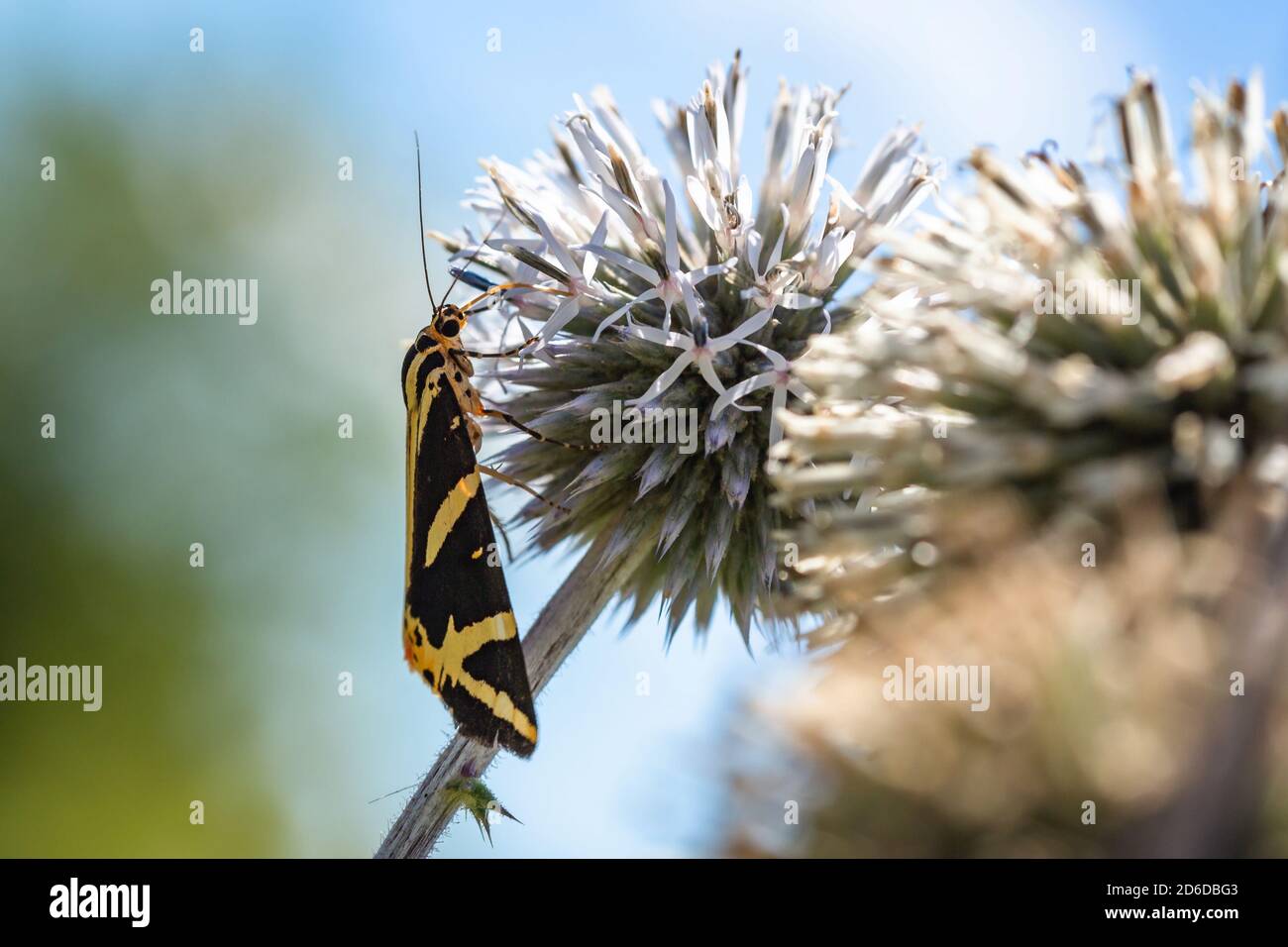 La tigre di maglia, una farfalla a strisce marroni e gialle, a forma di triangolo seduta su fiore viola di globo-tistle che si nutrono sul nettare. Cielo blu. Foto Stock