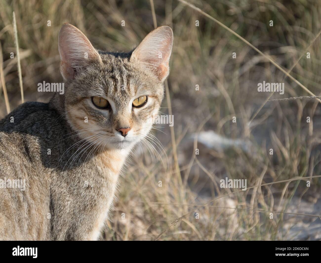 Gatto selvatico africano che emerge con cautela da un culvert sotto la strada nel Parco Nazionale di Etosha, Namibia Foto Stock