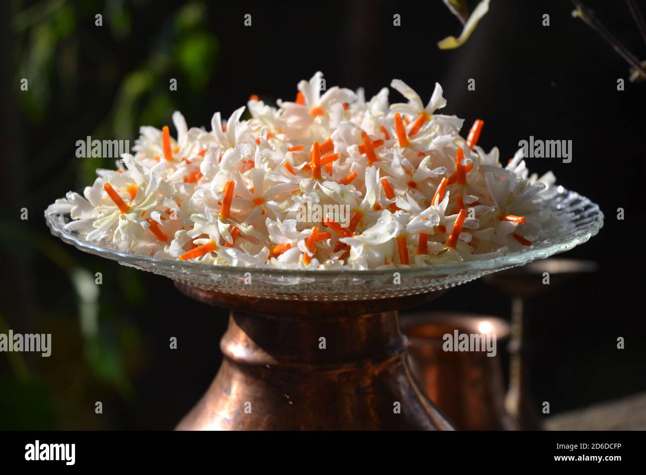 Fiori in piatto: Il jasmine fiorito di notte o Parijat o hengra bubar o Shiuli è una specie di Nyctanthes nativo del Sud Asia e del Sud-Est asiatico. Foto Stock