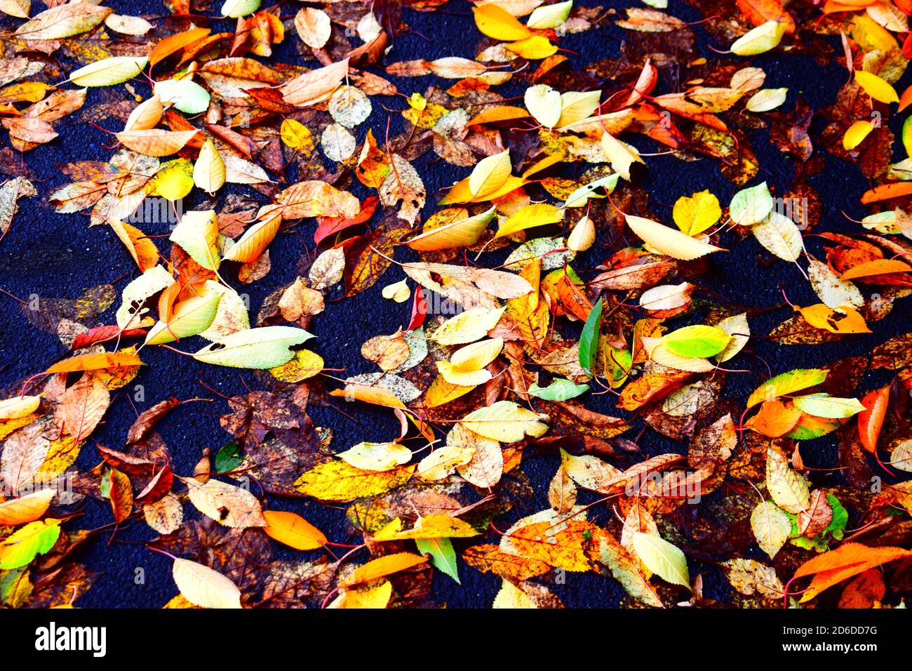 Foglie cadute a terra Foto Stock