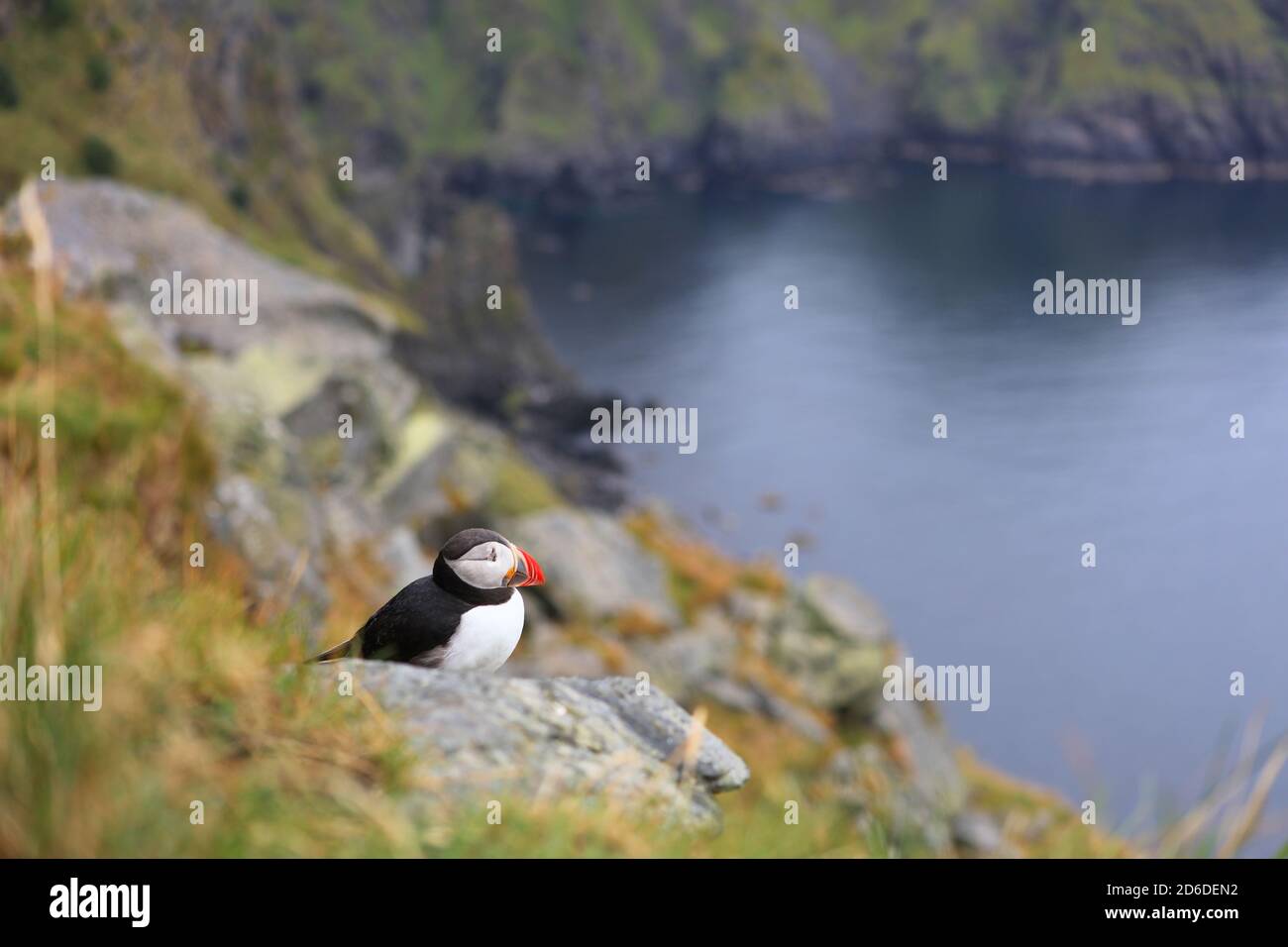 Uccello di puffin in Norvegia. Birdwatching sull'isola di Runde. Puffin Atlantico (Fratercola artica) specie di uccelli. Foto Stock