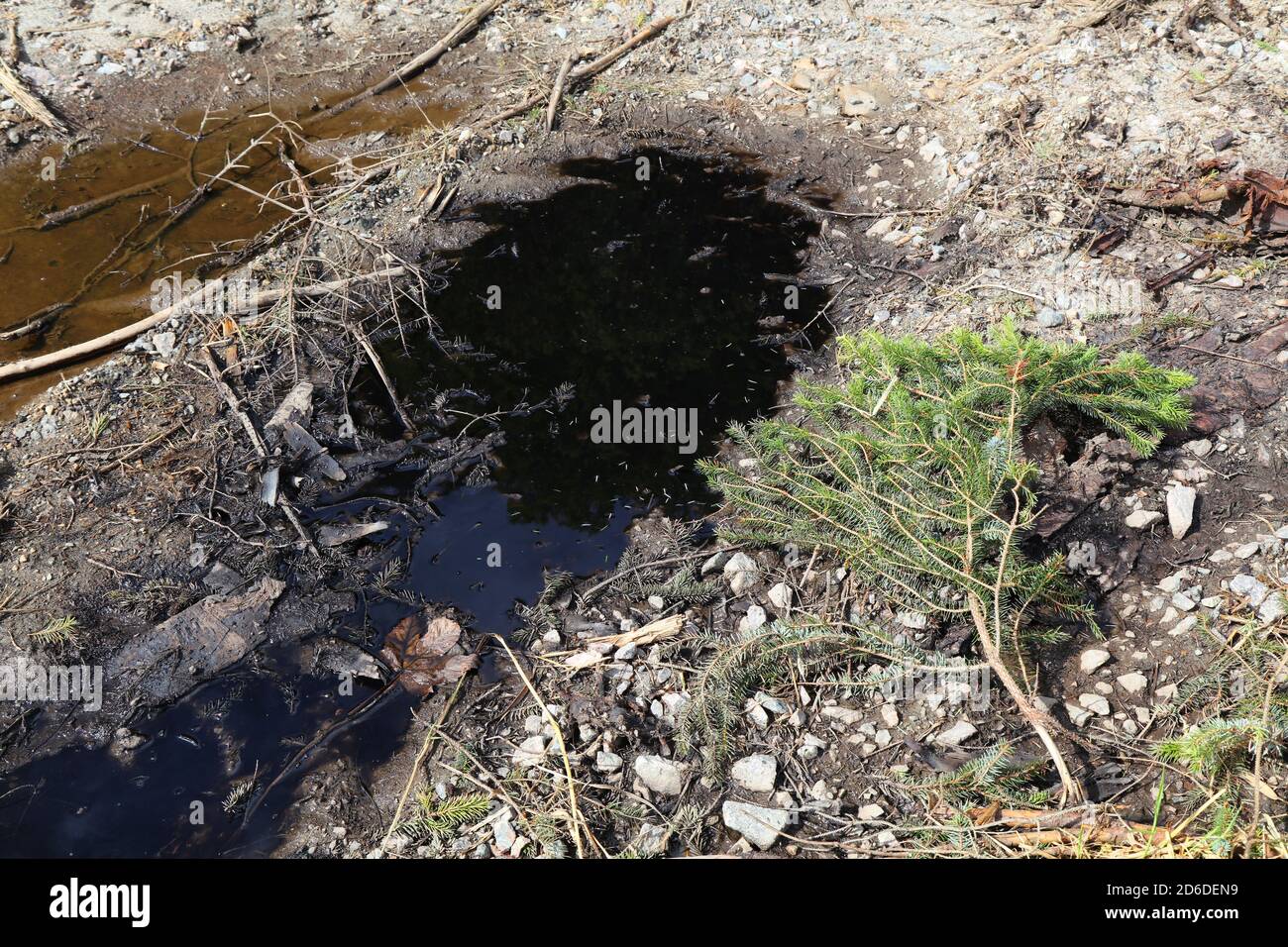 Perdita di olio motore nella foresta - inquinamento del suolo. Olio a terra. Foto Stock