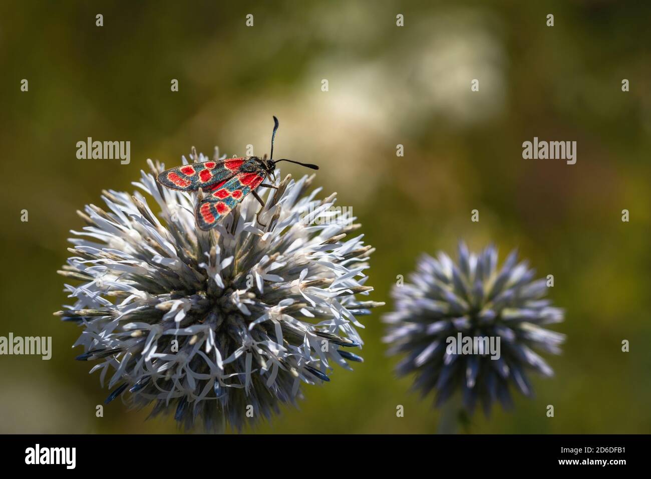 Il burnett crepuscolare, un insetto con le ali nere e macchie rosse, seduto su un thistle globo blu pallido che cresce in un prato. Sfondo verde sfocato. Foto Stock