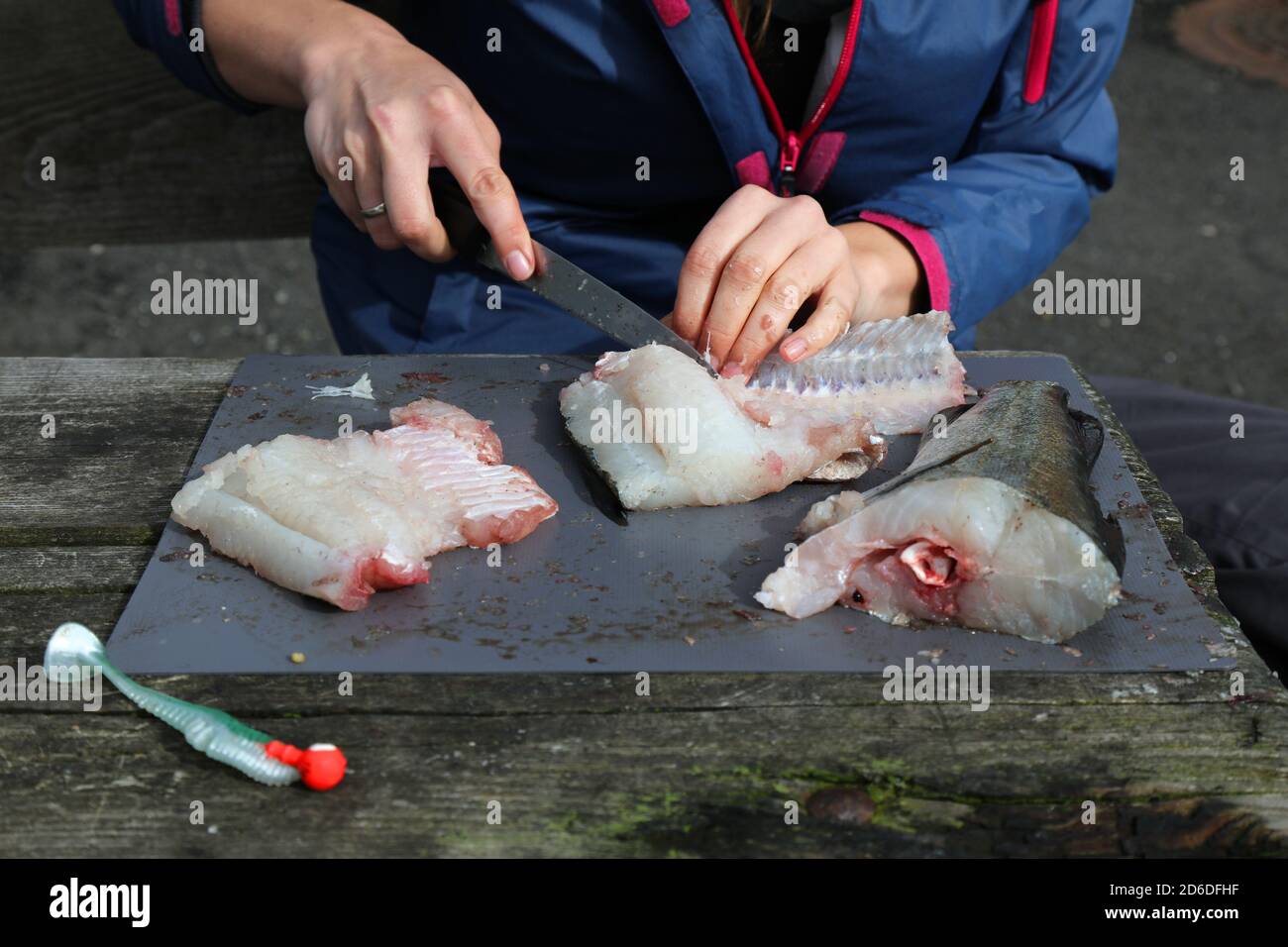 Raccordare un pesce. Attività all'aperto durante la pesca in Norvegia. Filetto di pesce di merluzzo dell'Atlantico (Pollachius pollachius). Foto Stock