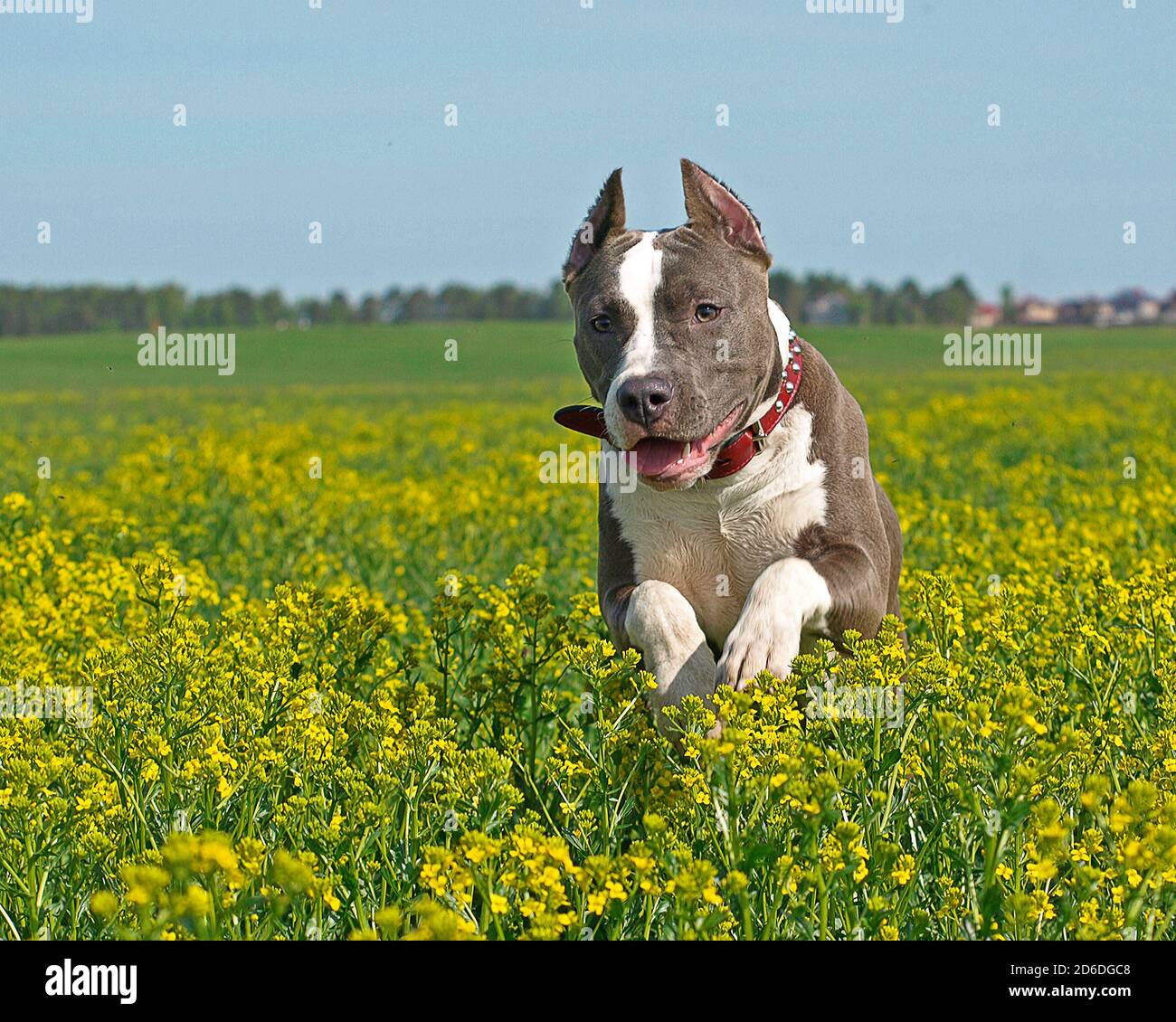 Il terrier americano dello staffordshire sta cacciando nei prati Foto Stock