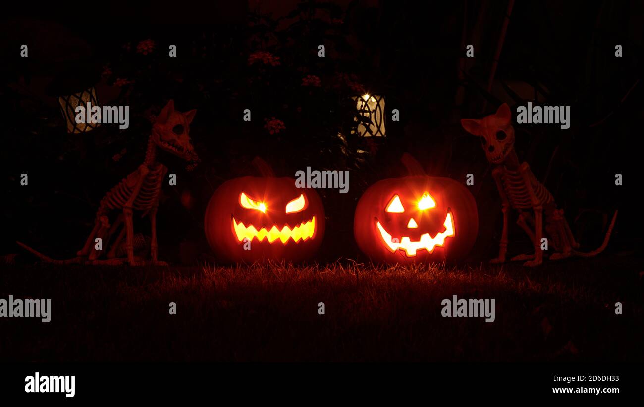 Scheletri di zucche e cani scolpiti che decorano Halloween Foto Stock