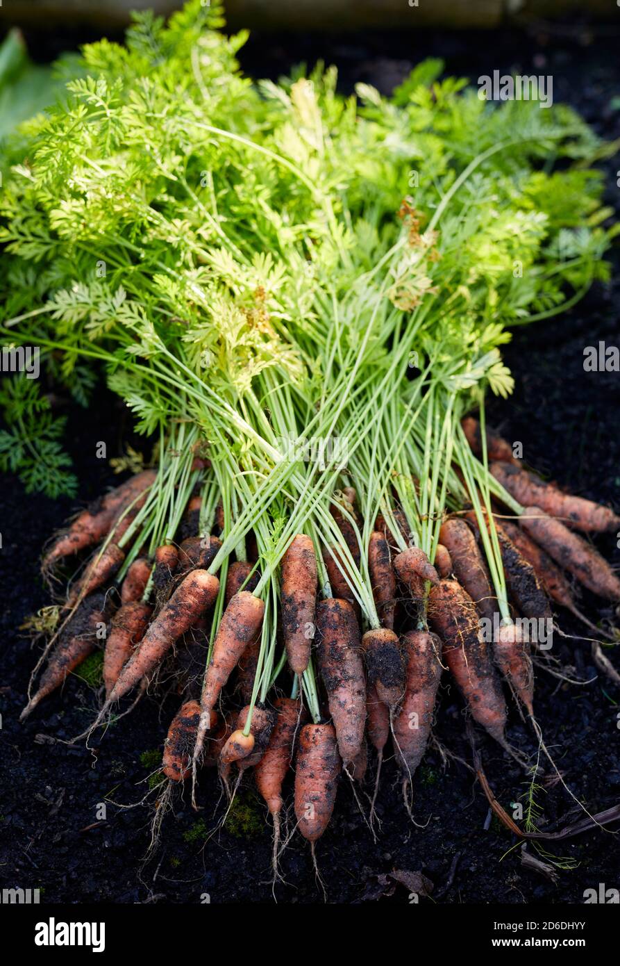 Carote fresche cresciute in casa Foto Stock