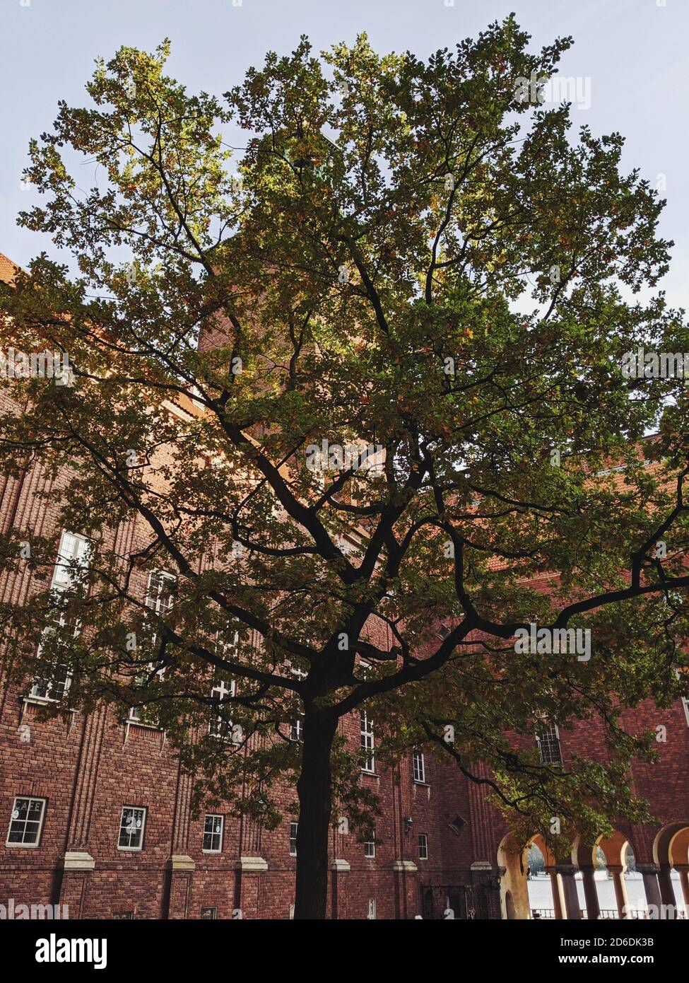 Stoccolma, Svezia, albero nel cortile dello Stadshus di Stoccolma Foto Stock