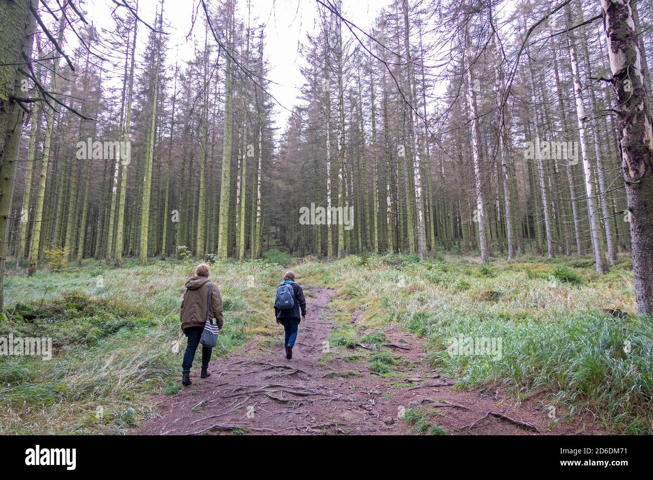 Foresta morta sulla strada per Wurmberg, vicino Schierke, Harz Montagne, Sassonia-Anhalt, Germania Foto Stock