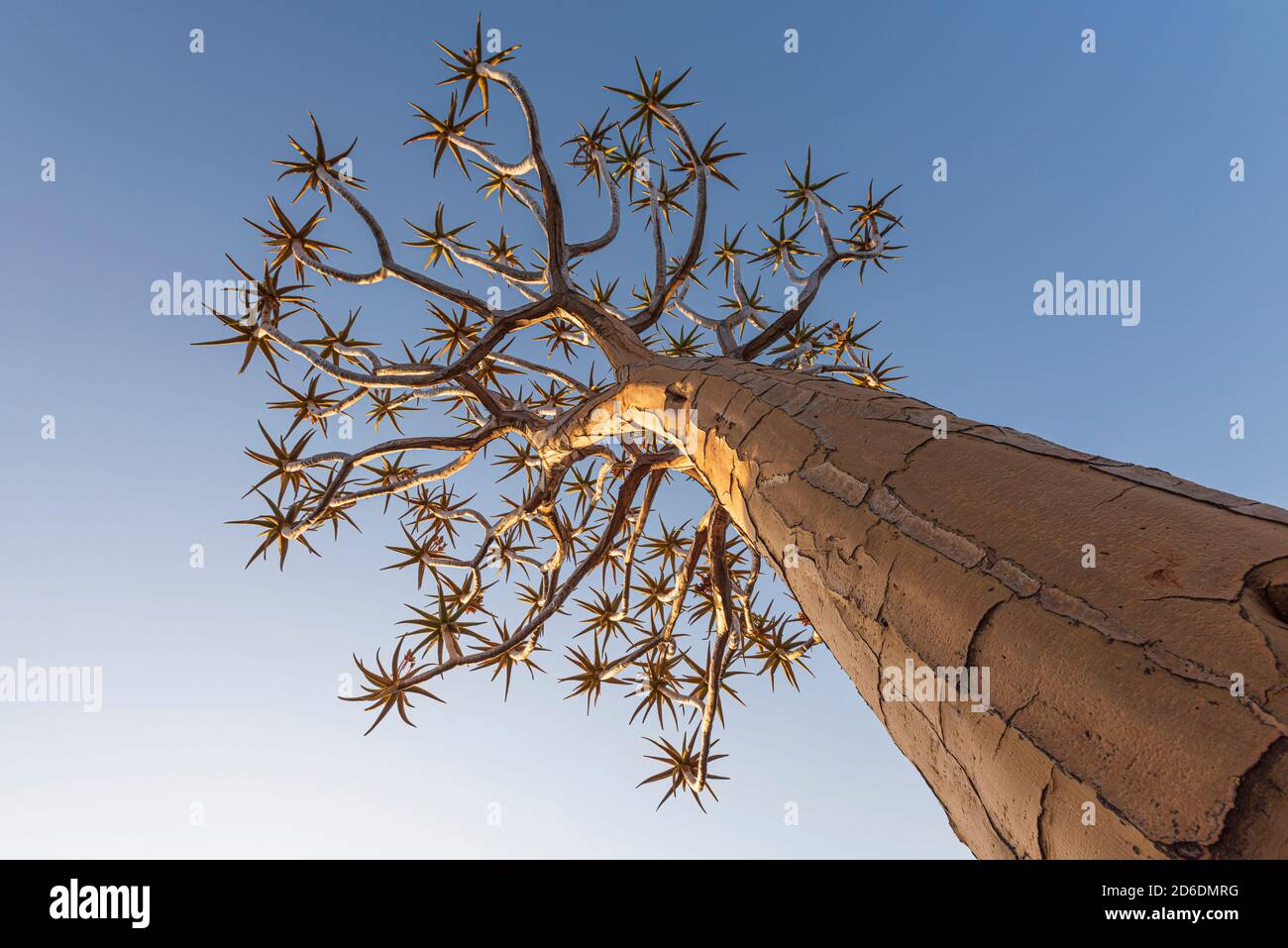 Un tour in jeep attraverso la Namibia, la fauna selvatica, il paese e la gente. Albero di fremito dal punto di vista di una rana Foto Stock