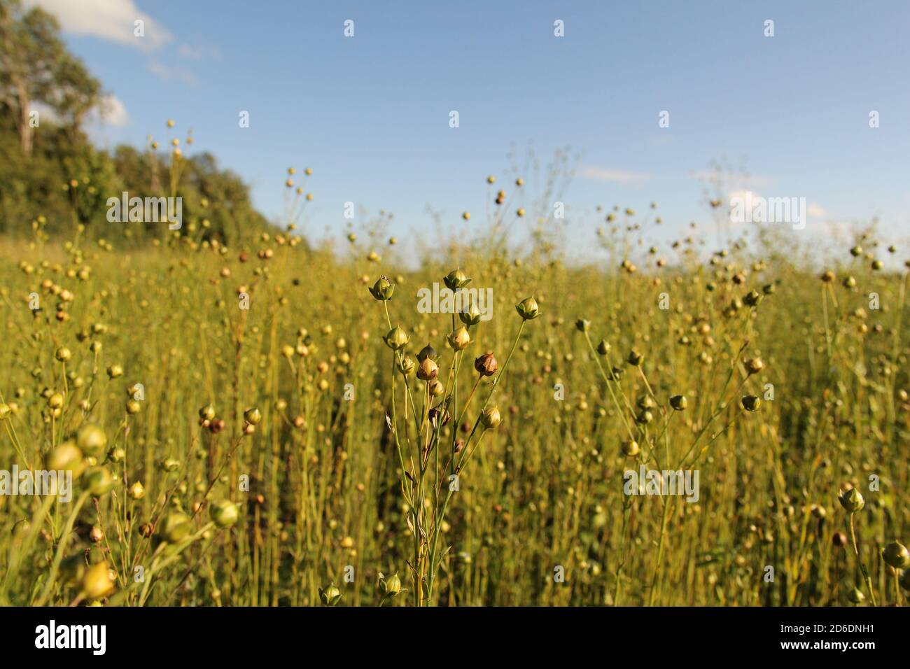 piante di lino verde lungo con semi e cielo blu in zelanda, paesi bassi in primavera Foto Stock