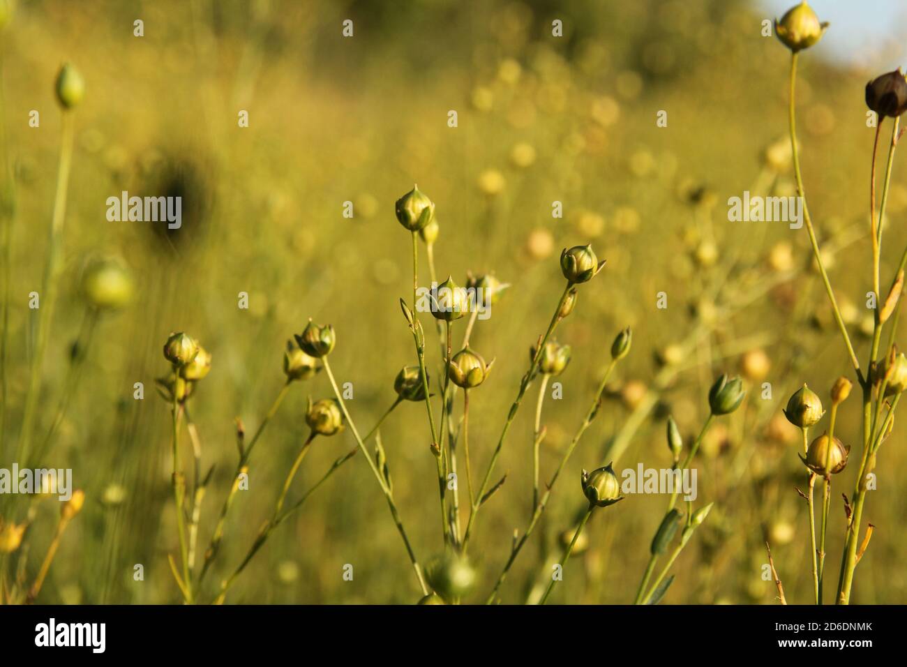 belle piante di lino verde con germogli di semi closeup nei campi in zeeland, paesi bassi in estate Foto Stock