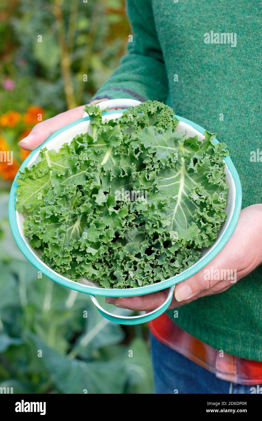 Kale. Brassica oleracea 'Verde nano arricciato'. Foglie di cavolo ricci appena raccolte in un colandolo coltivato nel grafico domestico della vena. REGNO UNITO Foto Stock