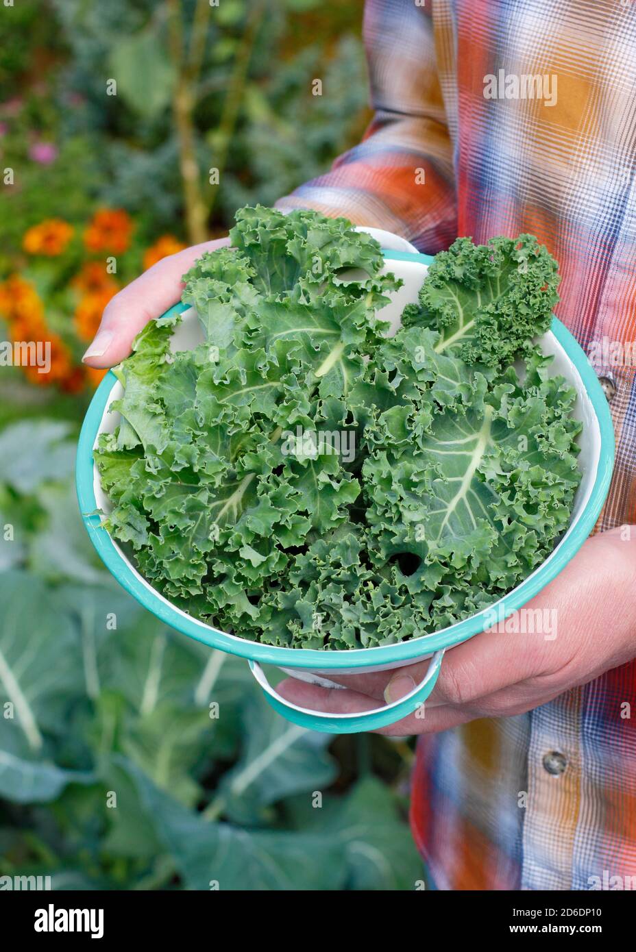Brassica oleracea 'verde arcuato'. Foglie di kale ricci appena raccolte in un colapasta coltivato nel terreno di veg domestico raffigurato. REGNO UNITO Foto Stock
