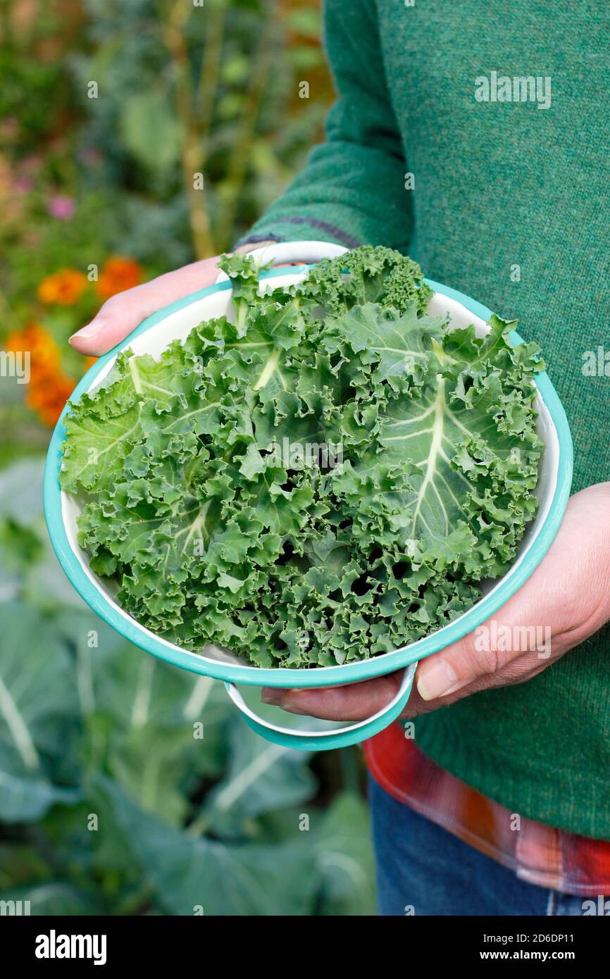 Kale. Brassica oleracea 'Verde nano arricciato'. Foglie di cavolo ricci appena raccolte in un colandolo coltivato nel grafico domestico della vena. REGNO UNITO Foto Stock