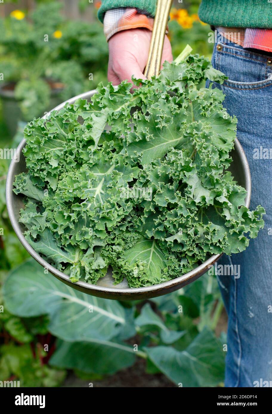 Brassica oleracea 'verde scuro arricciato'. 'Foglie di kale ricci appena raccolte cresciute nel terreno di vog domestico raffigurato. REGNO UNITO Foto Stock
