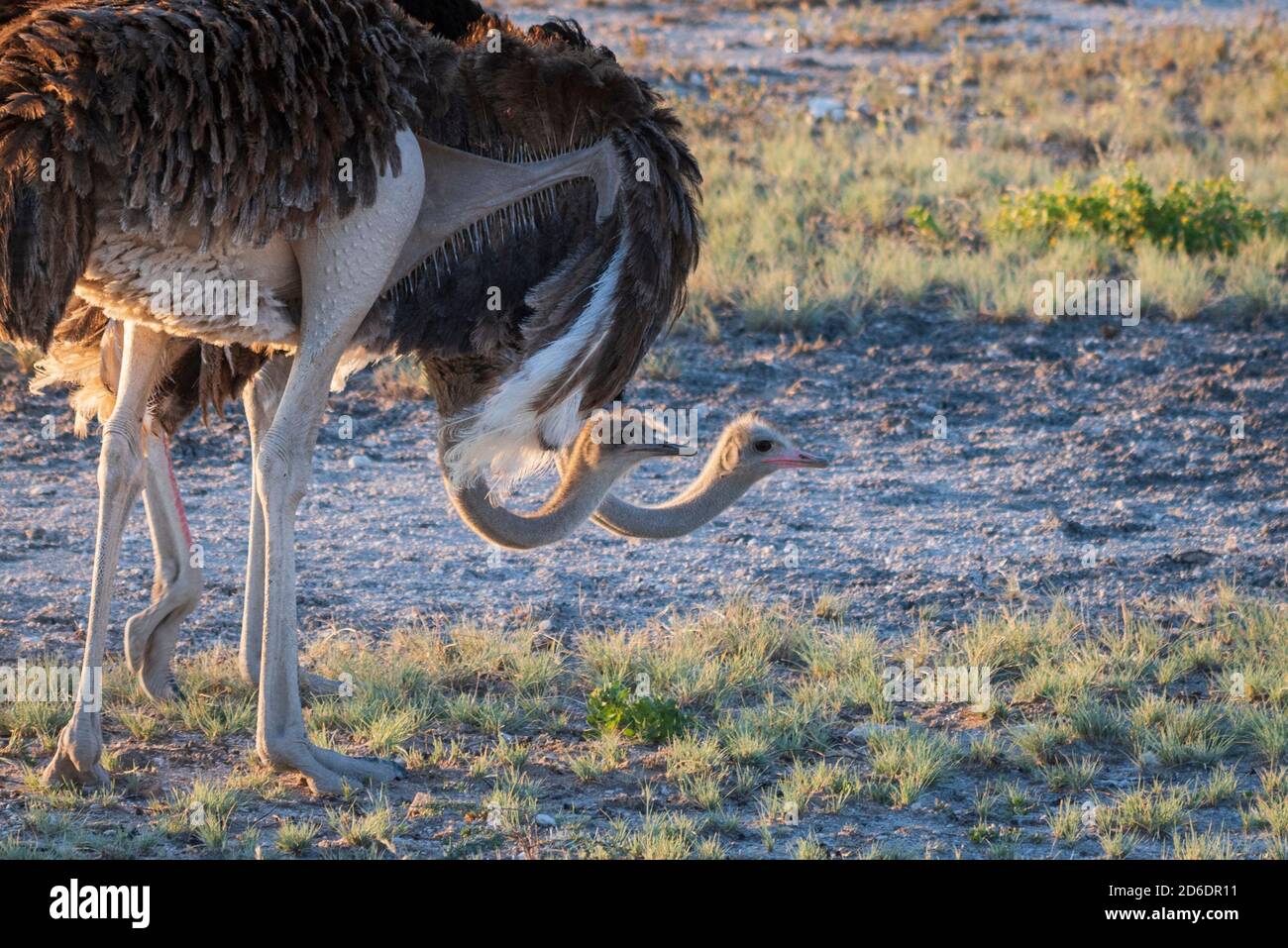 Un tour in jeep attraverso la Namibia, gli uccelli struzzo / gli struzzi nel Parco Nazionale di Etosha Foto Stock