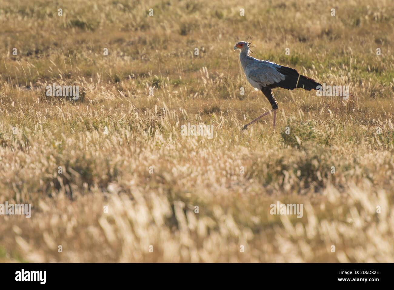 Un tour in jeep attraverso la Namibia, uccello segretario nell'erba alta del Parco Nazionale di Etosha Foto Stock