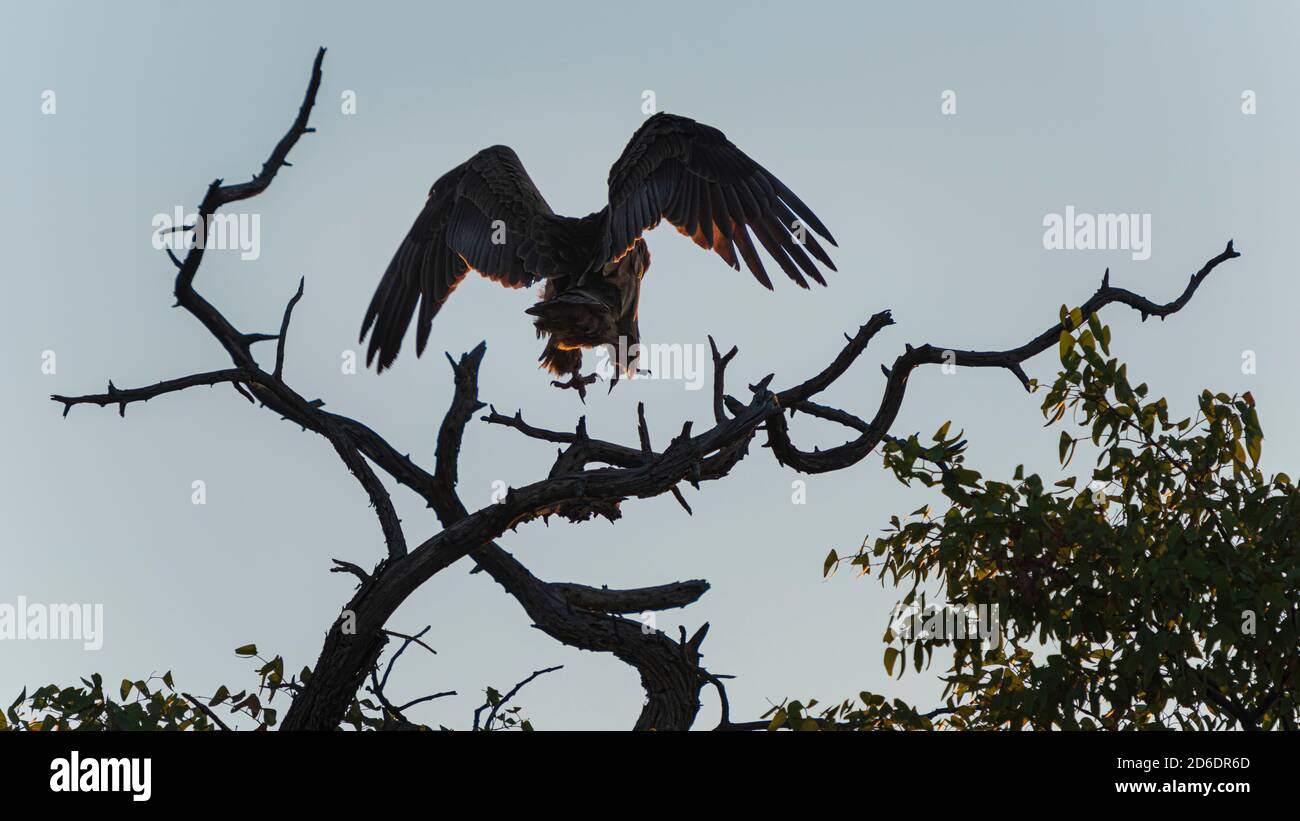 Un tour in jeep attraverso la Namibia, uccello di preda atterra su un ramo Foto Stock