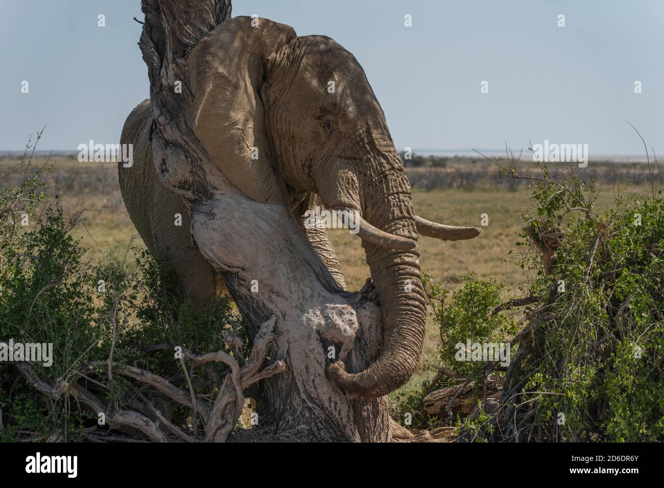 L'elefante si scrub su un albero dopo un bagno di fango. Etosha, Namibia Foto Stock