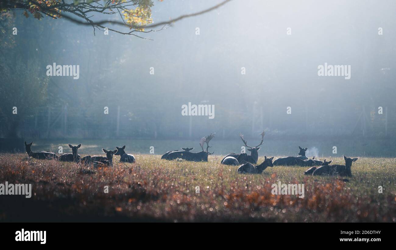 Cervi e caprioli all'alba in un parco naturale vicino a Bonn. Silhouette, foschia, autunno Foto Stock