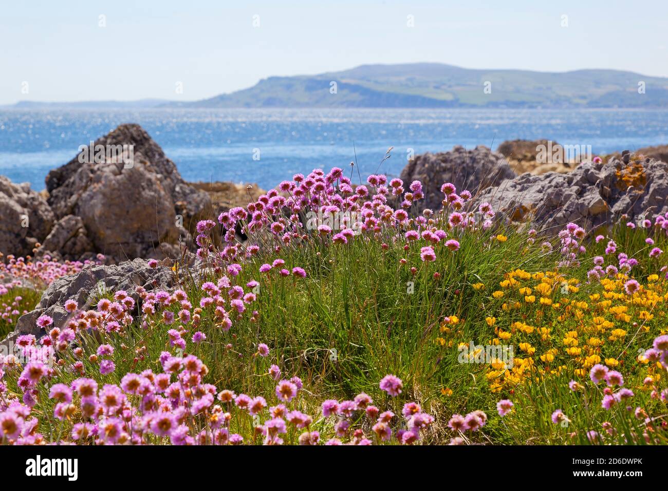 Primavera irlandese, vegetazione costiera nell'Irlanda del Nord Foto Stock